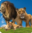 丛林王国：狮子家族